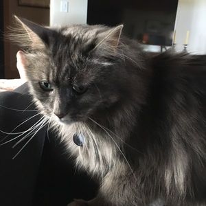 Meet your Posher, Lulu